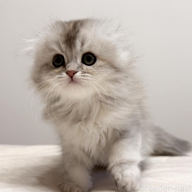 販売中の福岡県のスコティッシュフォールド(折れ耳)-135235の2枚目