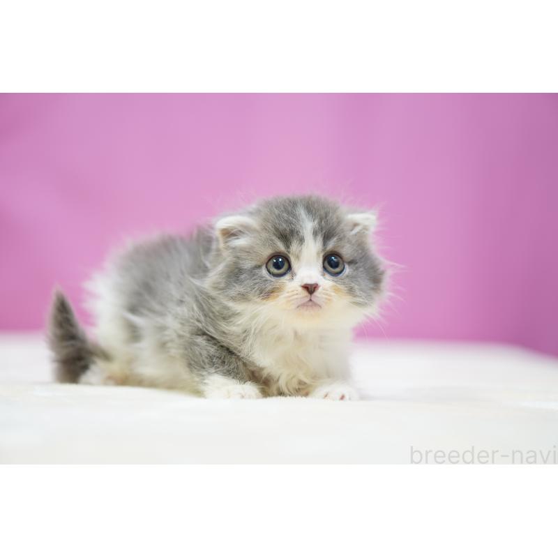 販売中の埼玉県のスコティッシュフォールド(折れ耳)-136067の5枚目