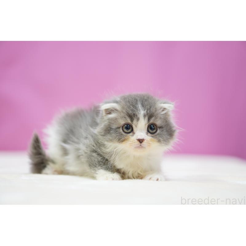 販売中の埼玉県のスコティッシュフォールド(折れ耳)-136067の4枚目