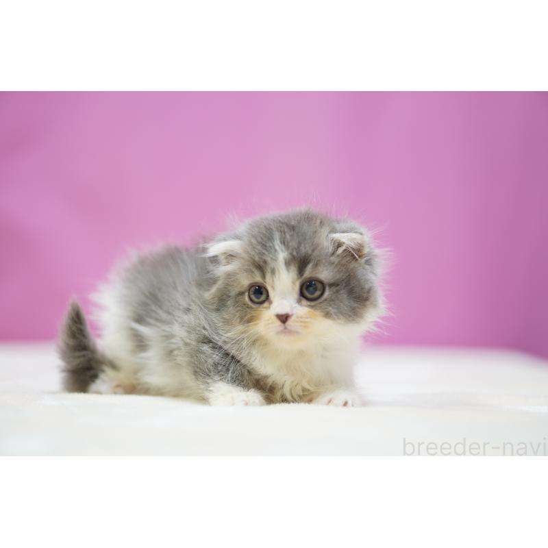 販売中の埼玉県のスコティッシュフォールド(折れ耳)-136067の3枚目