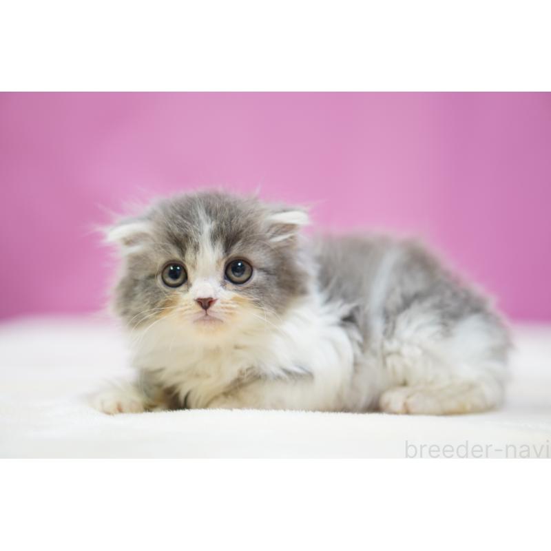 販売中の埼玉県のスコティッシュフォールド(折れ耳)-136067の2枚目