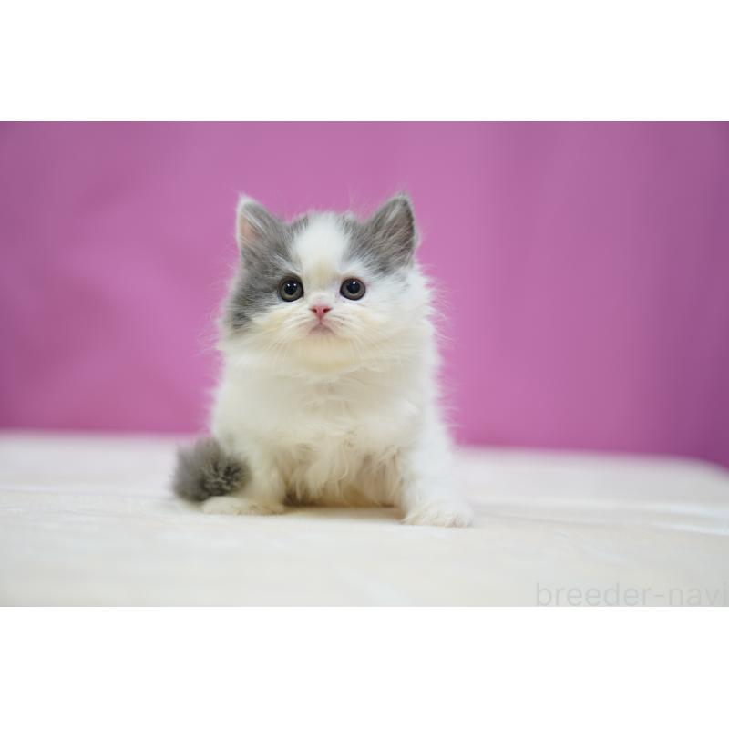 販売中の埼玉県のスコティッシュストレート-136068の6枚目