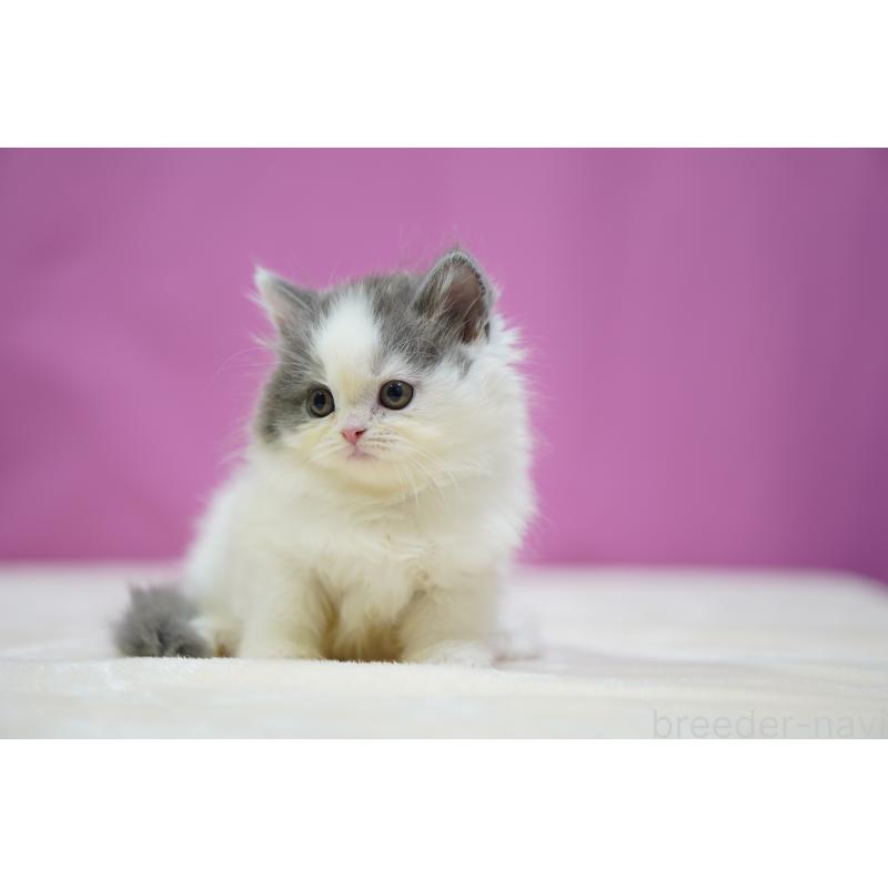 販売中の埼玉県のスコティッシュストレート-136068の5枚目