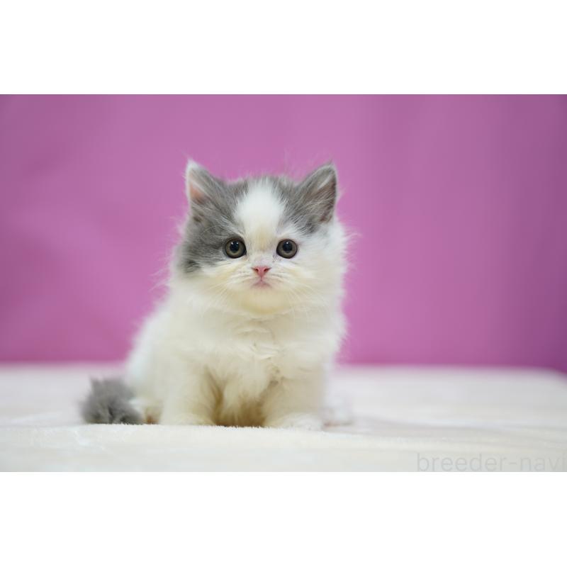 販売中の埼玉県のスコティッシュストレート-136068の4枚目