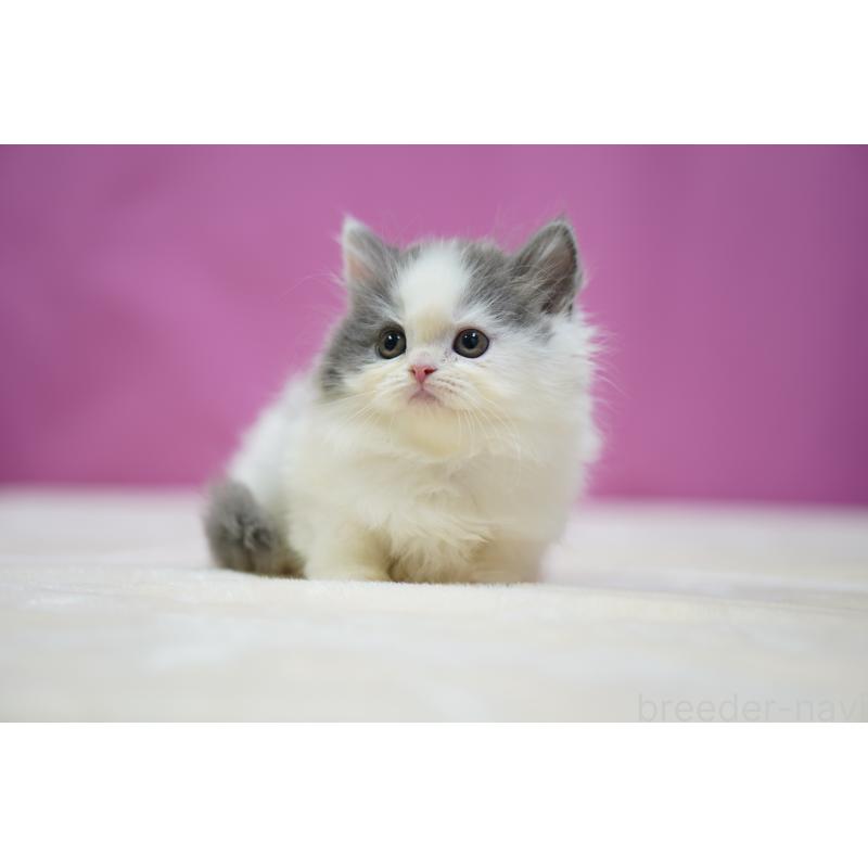 販売中の埼玉県のスコティッシュストレート-136068の3枚目