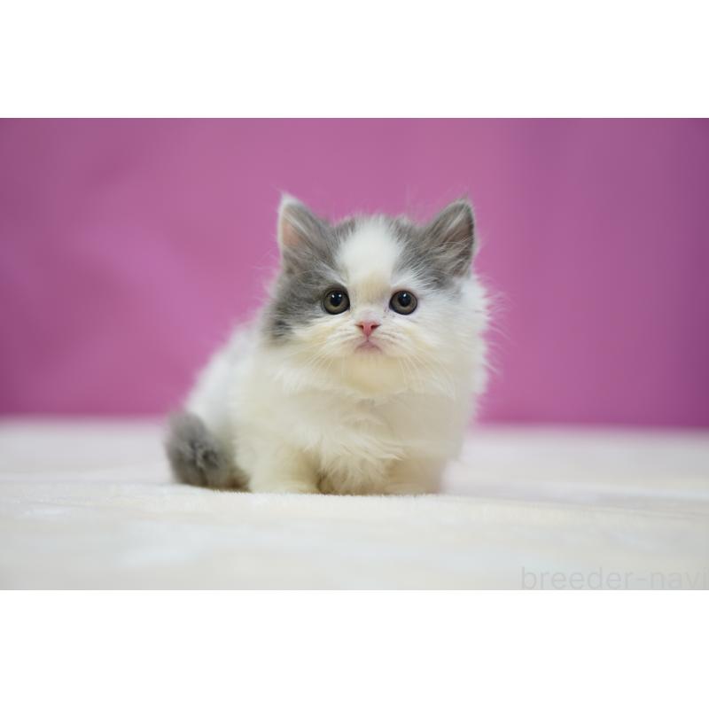 販売中の埼玉県のスコティッシュストレート-136068の2枚目