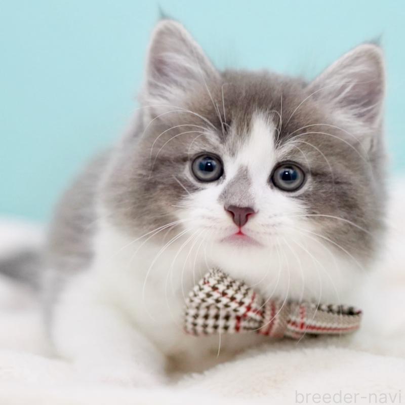 商談中の東京都のサイベリアン-134299