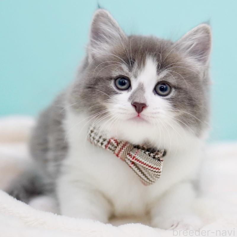 商談中の東京都のサイベリアン-134299の15枚目