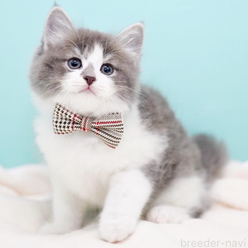 商談中の東京都のサイベリアン-134299の14枚目