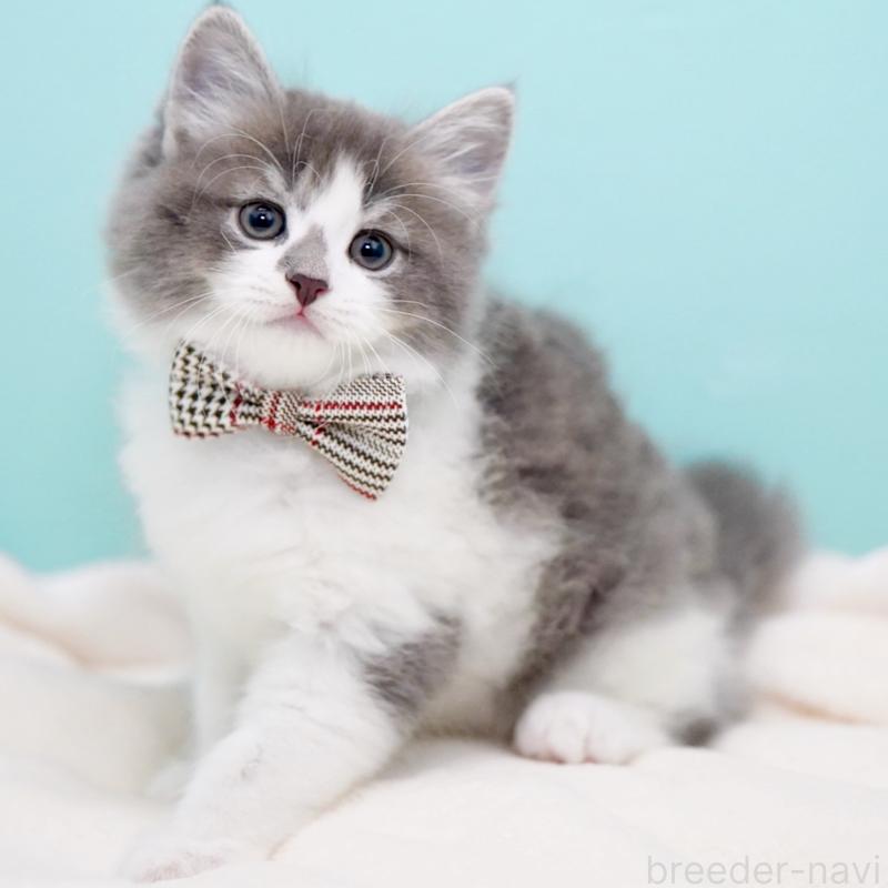 商談中の東京都のサイベリアン-134299の13枚目