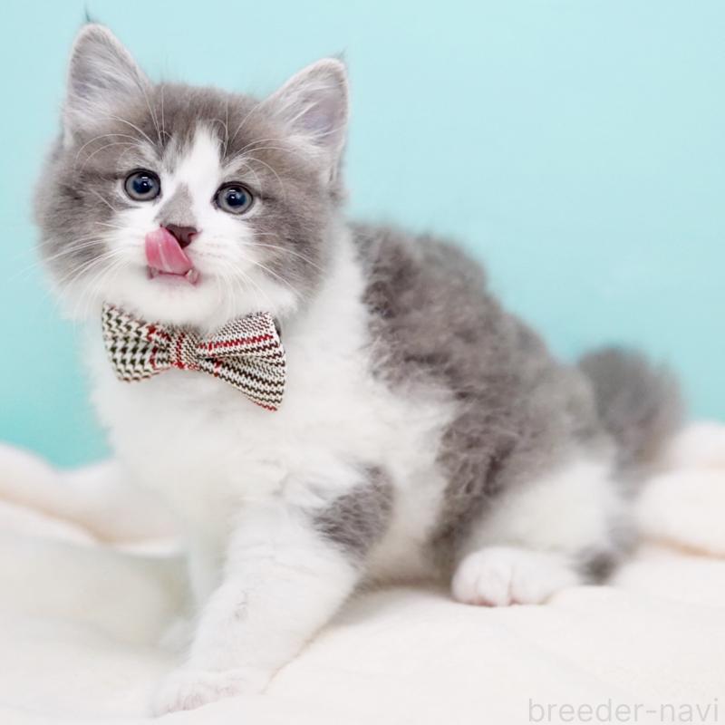 商談中の東京都のサイベリアン-134299の12枚目