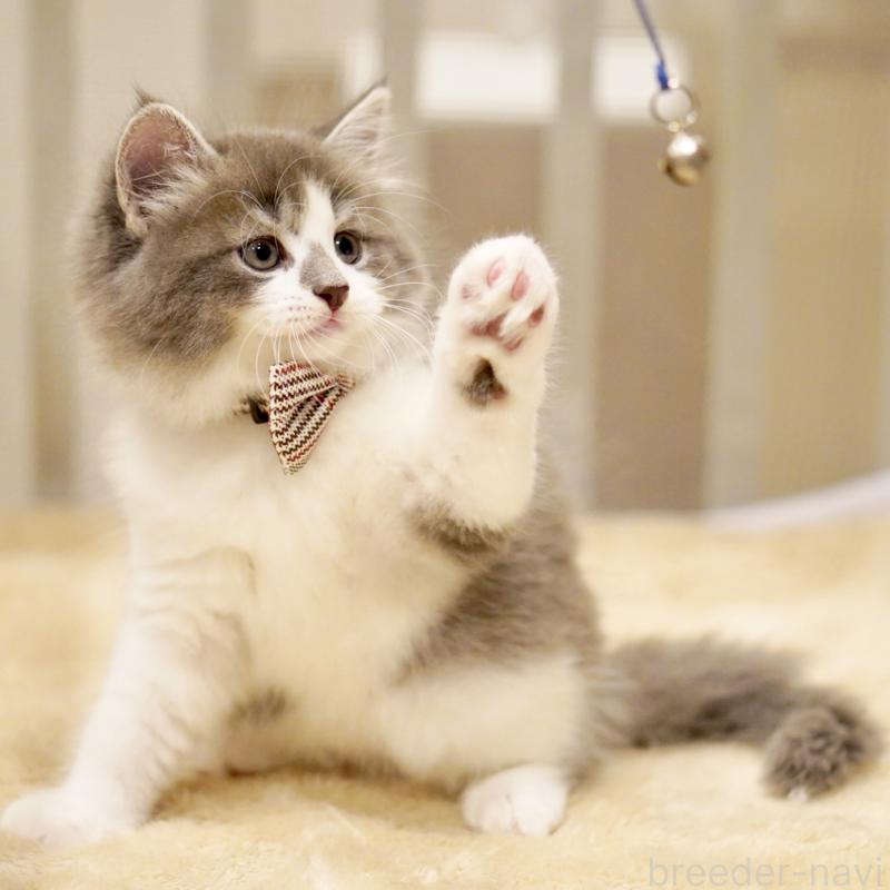 商談中の東京都のサイベリアン-134299の11枚目