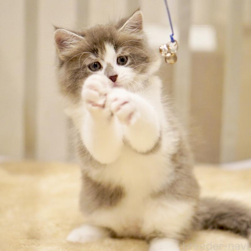 商談中の東京都のサイベリアン-134299の10枚目