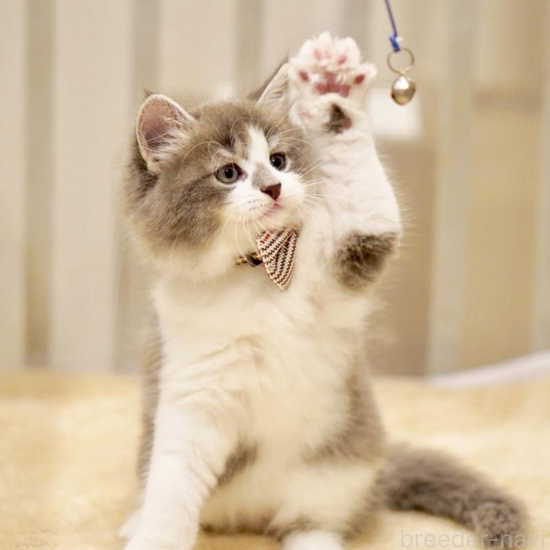 商談中の東京都のサイベリアン-134299の9枚目