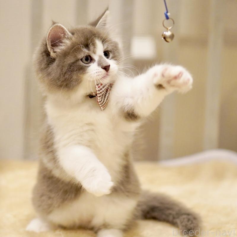 商談中の東京都のサイベリアン-134299の8枚目