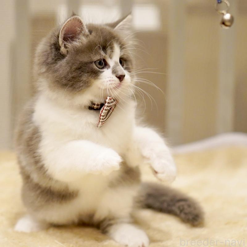 商談中の東京都のサイベリアン-134299の7枚目