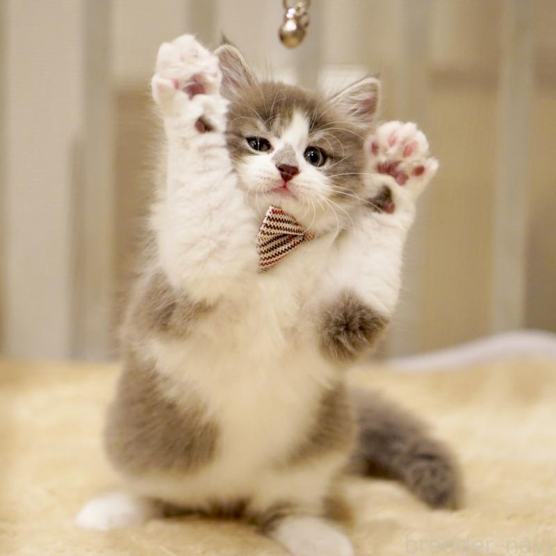 商談中の東京都のサイベリアン-134299の6枚目