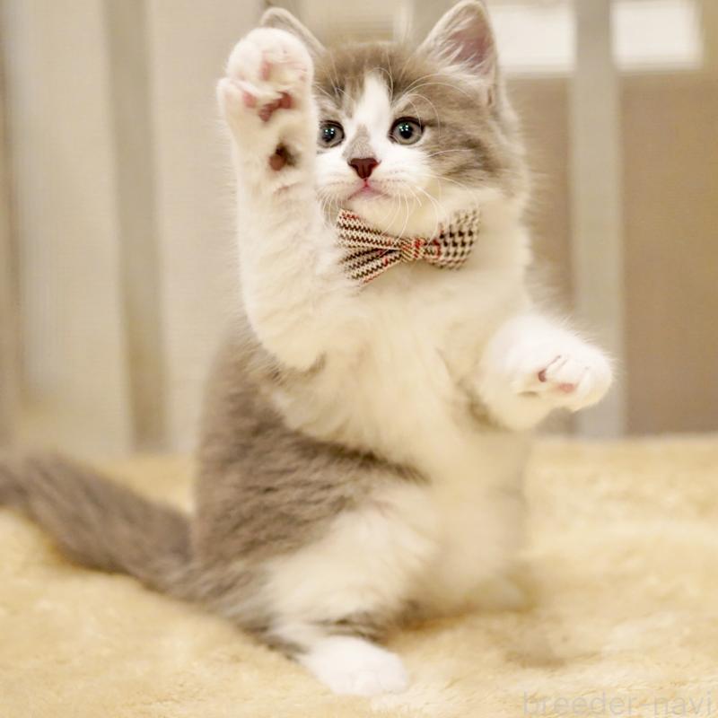 商談中の東京都のサイベリアン-134299の4枚目