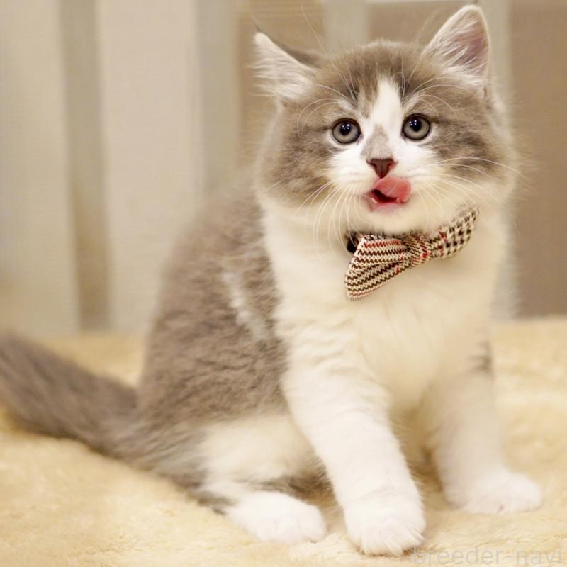 商談中の東京都のサイベリアン-134299の3枚目