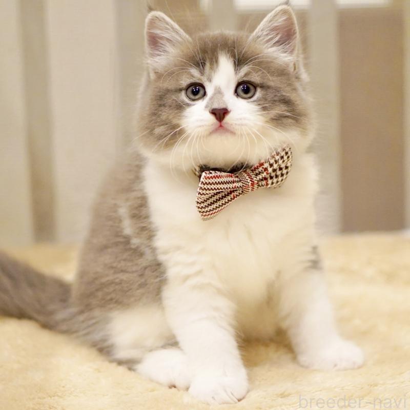 商談中の東京都のサイベリアン-134299の2枚目