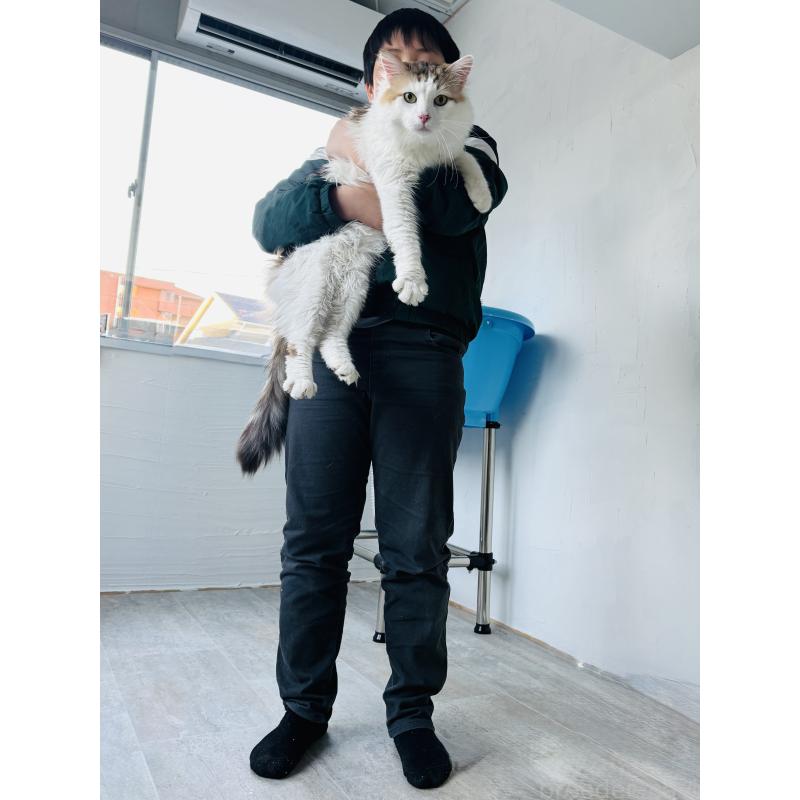 販売中の岐阜県のサイベリアン-135734の3枚目