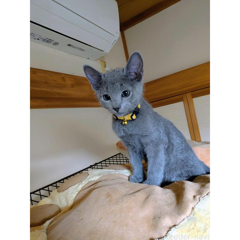 販売中の山形県のロシアンブルー-133590の3枚目