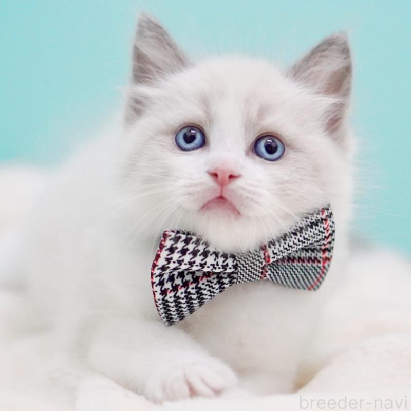 販売中の東京都のラグドール-135123