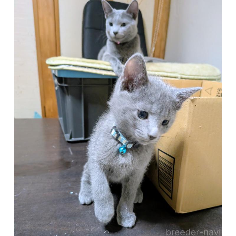 販売中の山形県のロシアンブルー-133588の3枚目