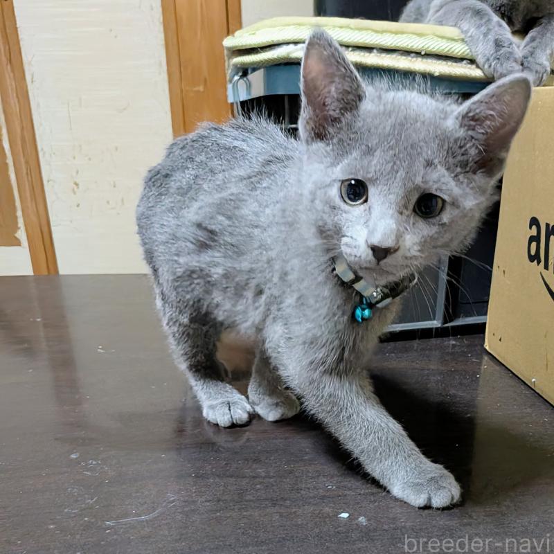 販売中の山形県のロシアンブルー-133588の2枚目