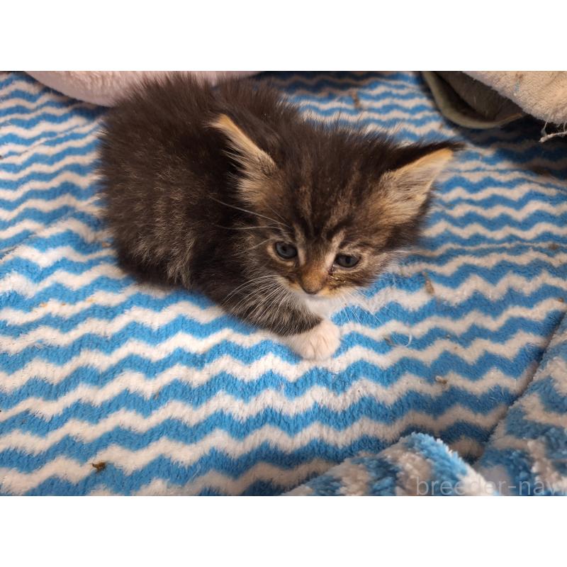 販売中の京都府のメインクーン-136071の3枚目