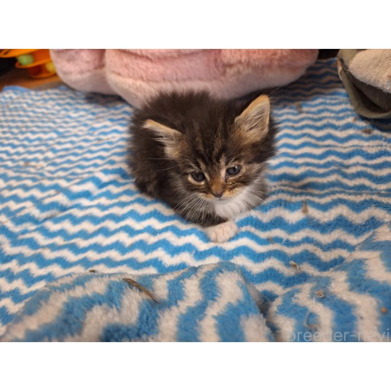 販売中の京都府のメインクーン-136071の2枚目