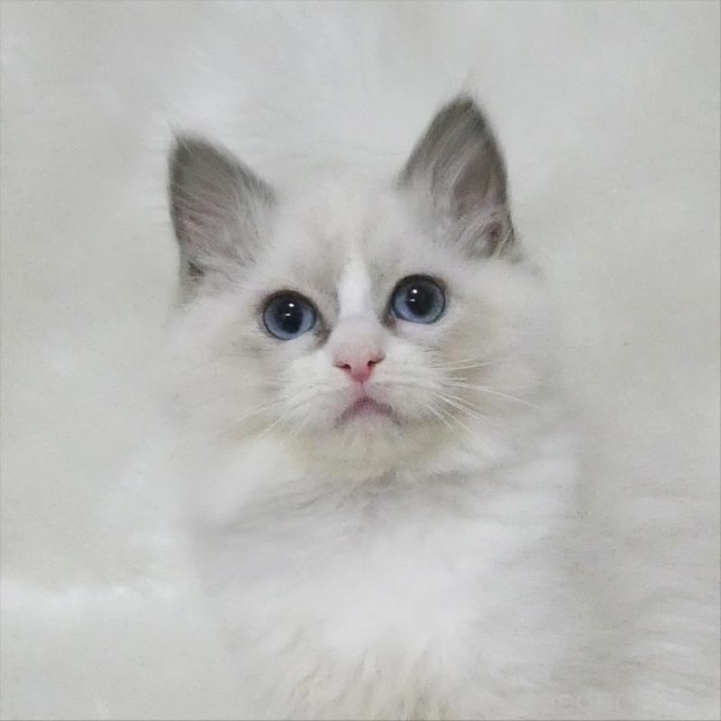 販売中の茨城県のラグドール-136069の1枚目