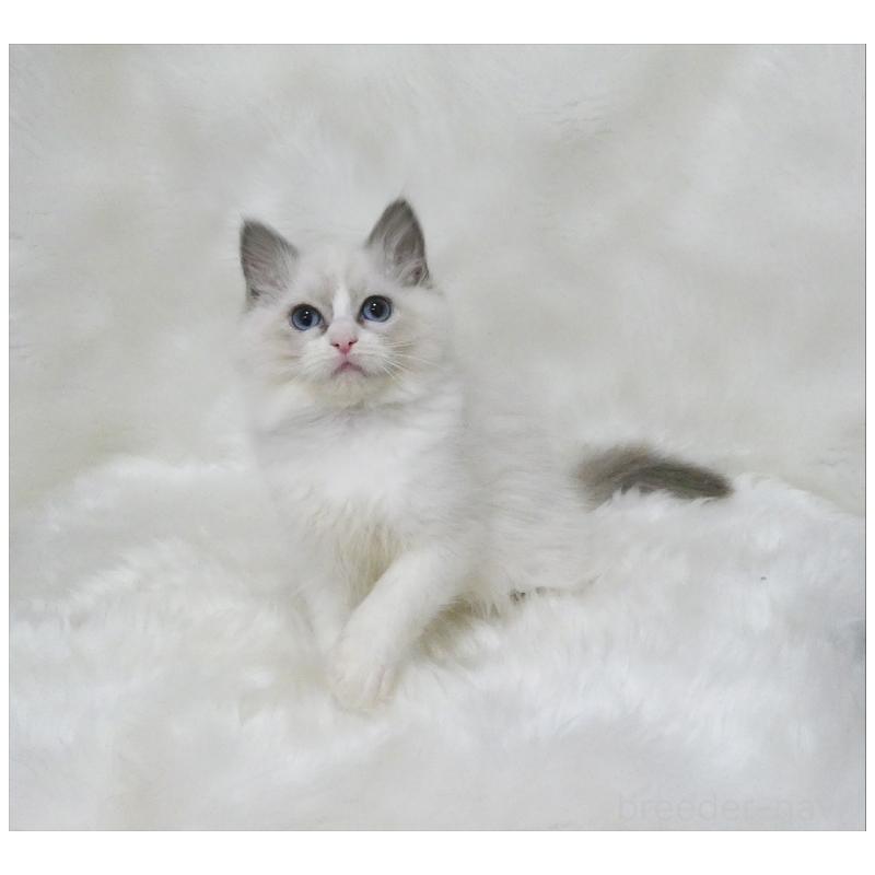 販売中の茨城県のラグドール-136069の4枚目