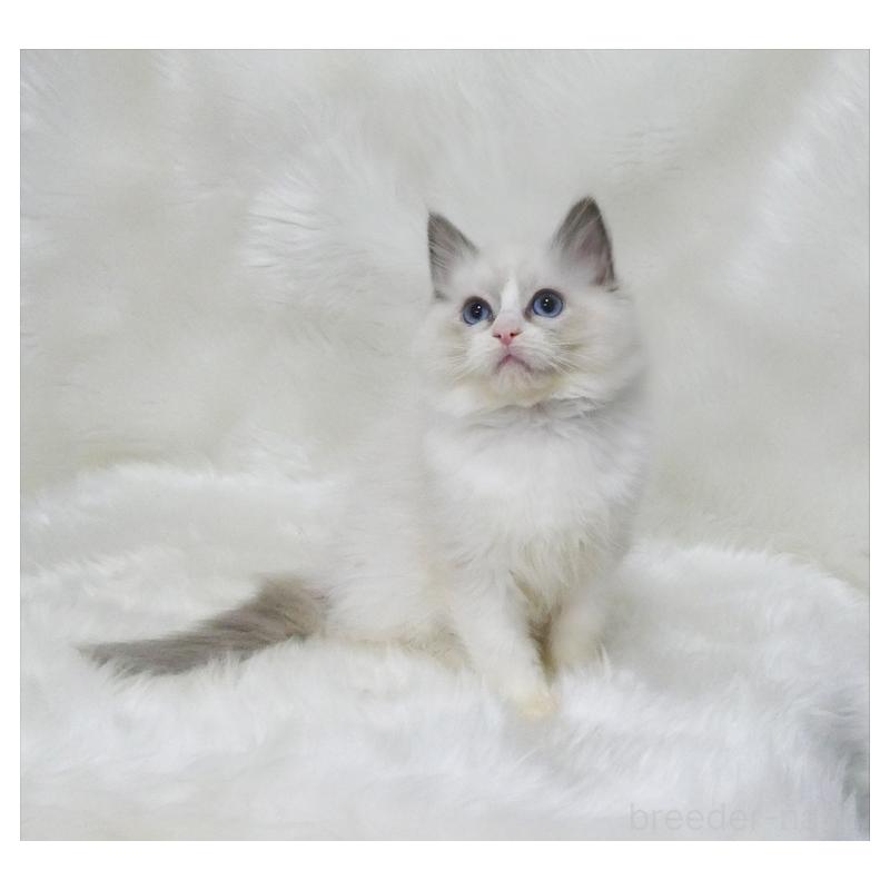 販売中の茨城県のラグドール-136069の3枚目