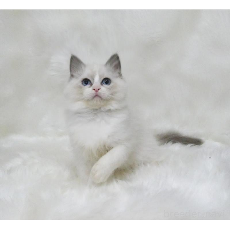 販売中の茨城県のラグドール-136069の2枚目