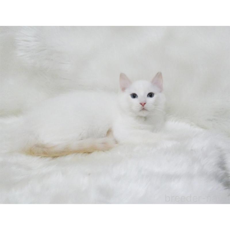 販売中の茨城県のラグドール-136070の4枚目