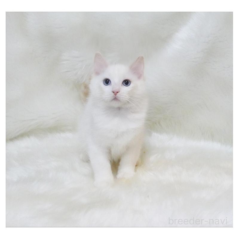 販売中の茨城県のラグドール-136070の3枚目