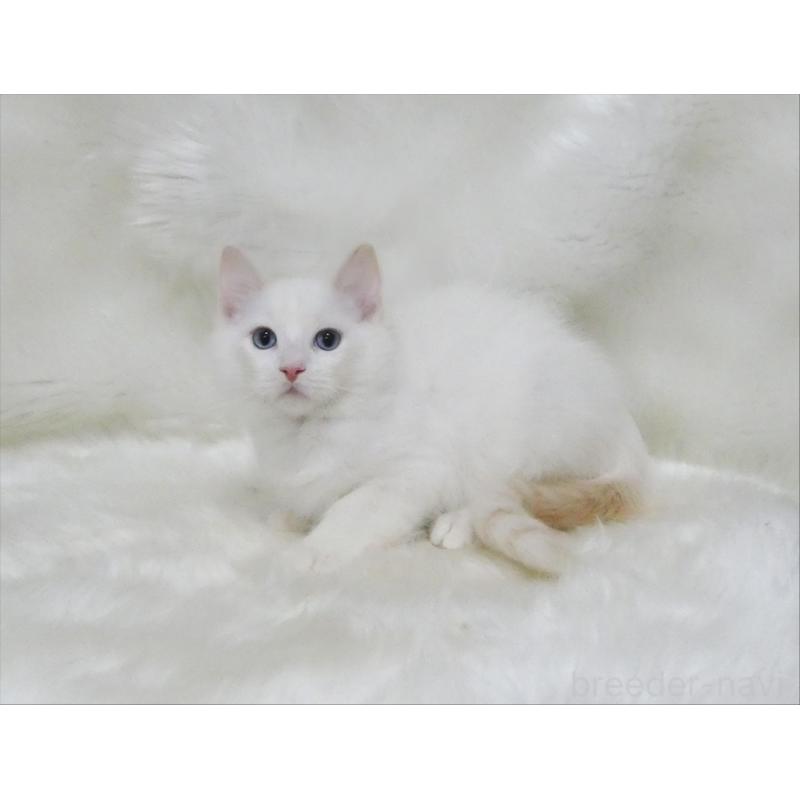 販売中の茨城県のラグドール-136070の2枚目