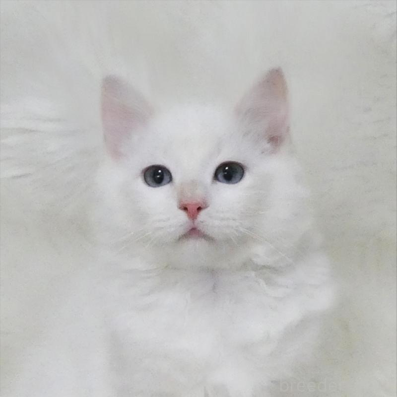 販売中の茨城県のラグドール-136072