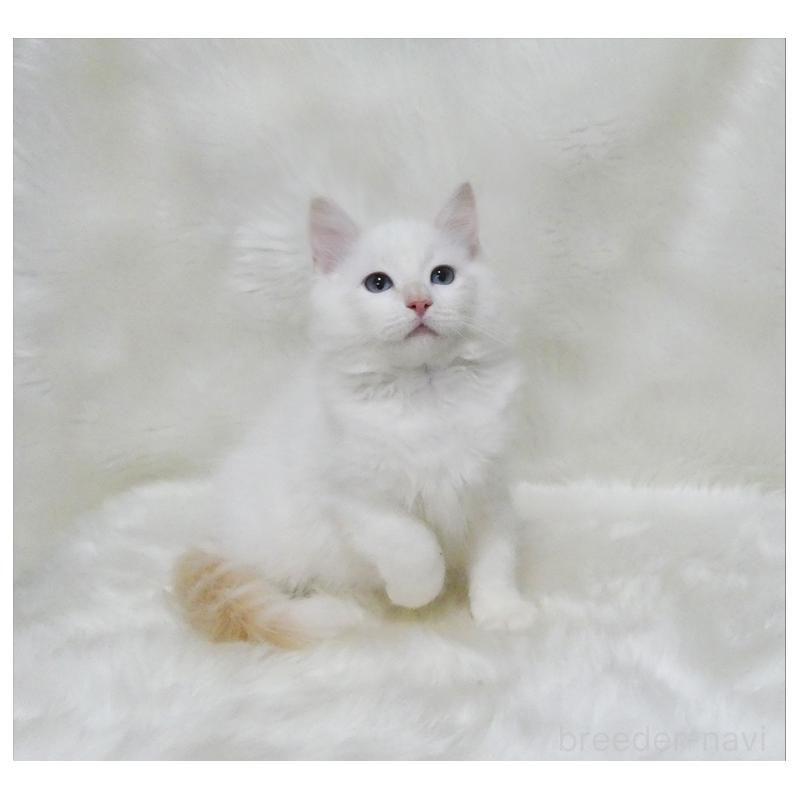 販売中の茨城県のラグドール-136072の4枚目