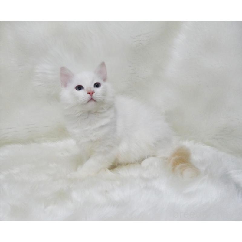 販売中の茨城県のラグドール-136072の3枚目