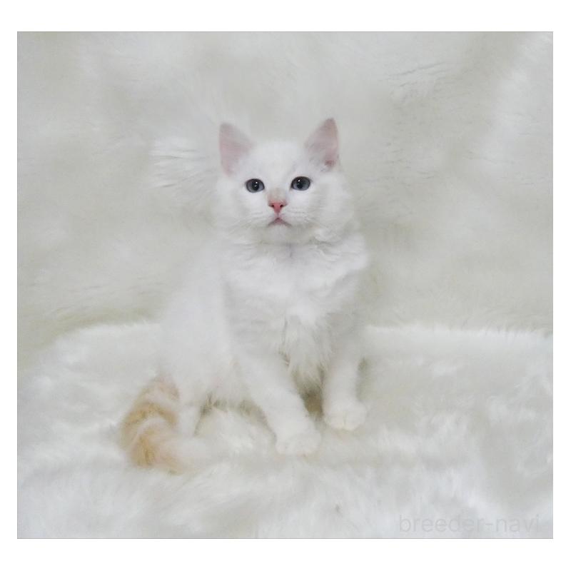 販売中の茨城県のラグドール-136072の2枚目