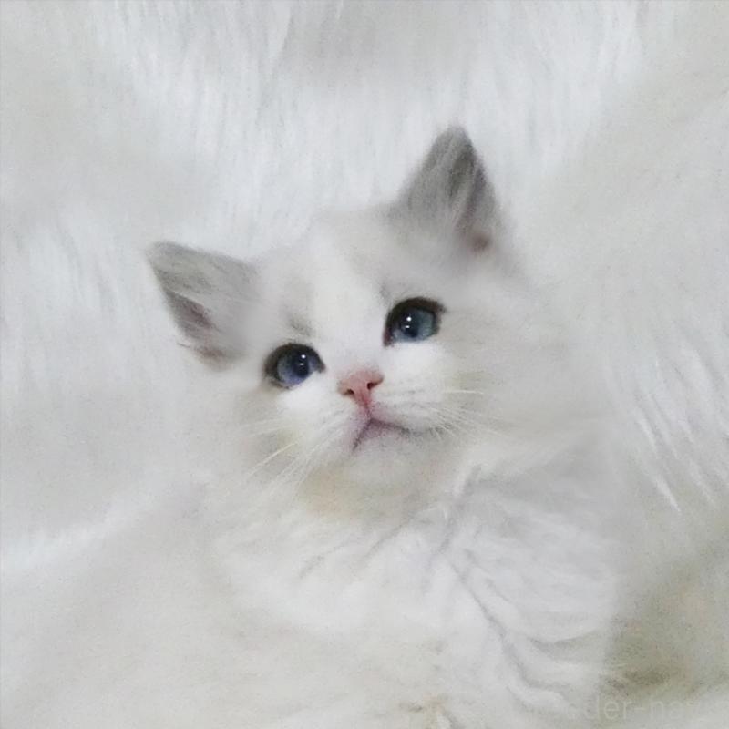 販売中の茨城県のラグドール-136073