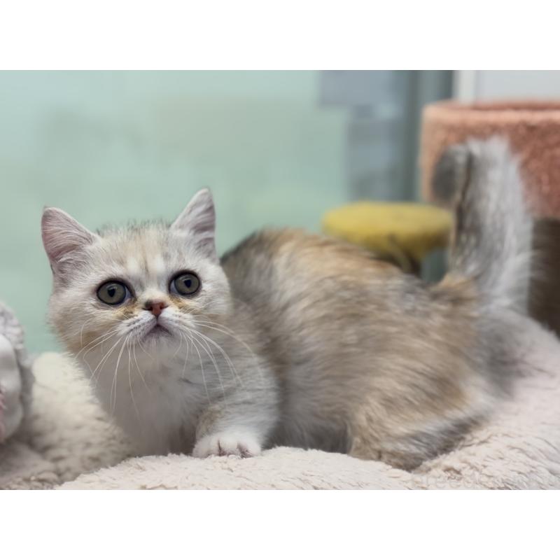 成約済の神奈川県のミヌエット-135528の28枚目