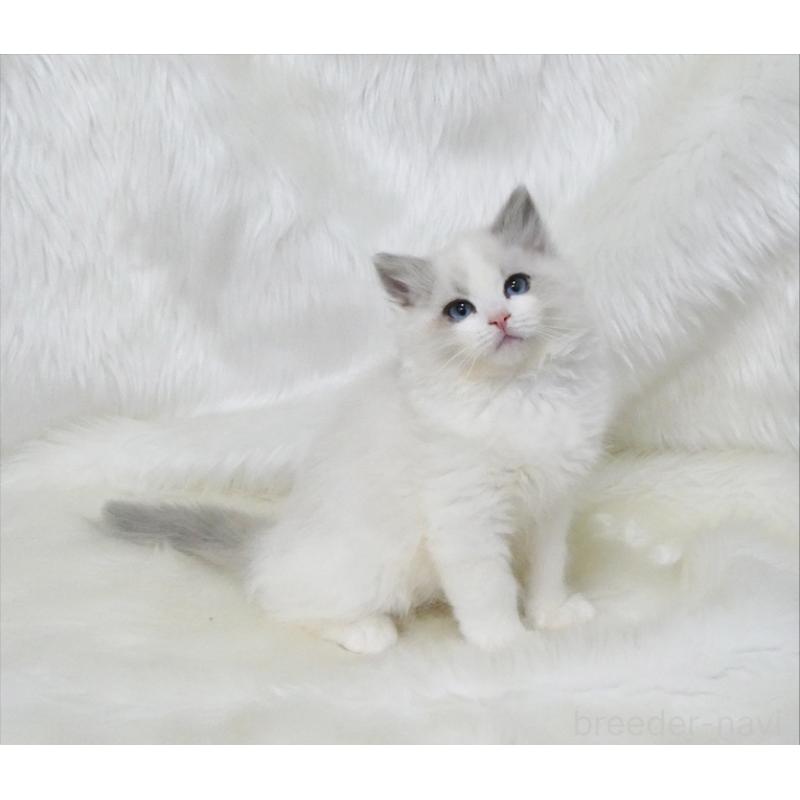 販売中の茨城県のラグドール-136073の4枚目