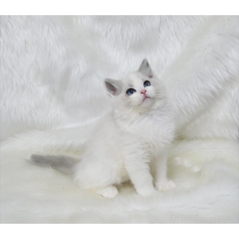 販売中の茨城県のラグドール-136073の3枚目