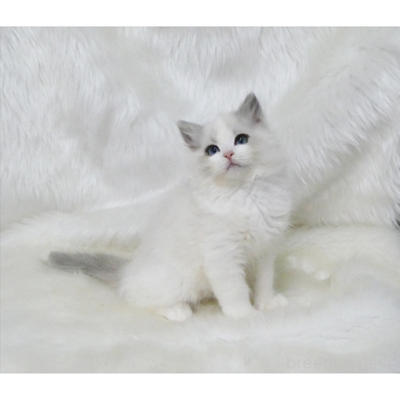 販売中の茨城県のラグドール-136073の2枚目