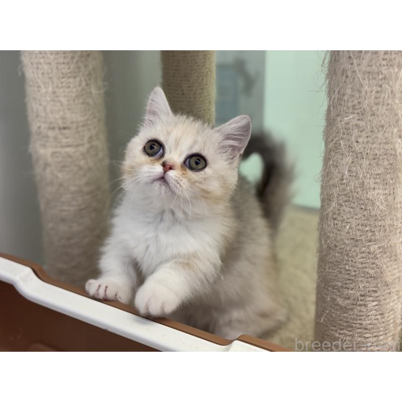 成約済の神奈川県のミヌエット-135528の27枚目