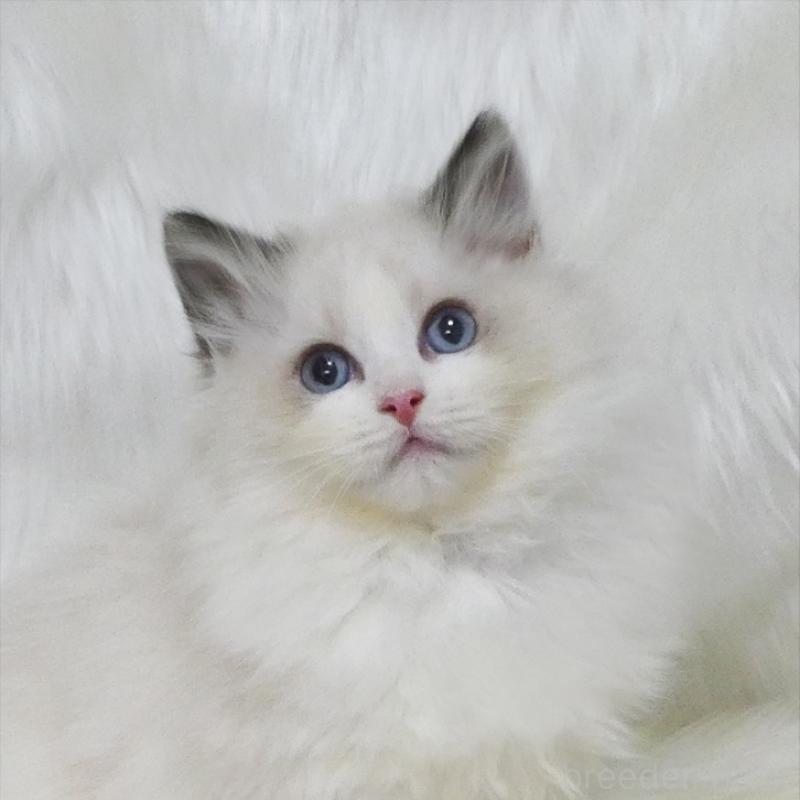 販売中の茨城県のラグドール-136074