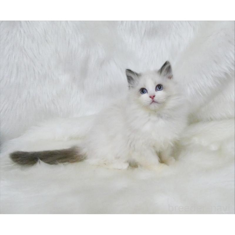 販売中の茨城県のラグドール-136074の4枚目